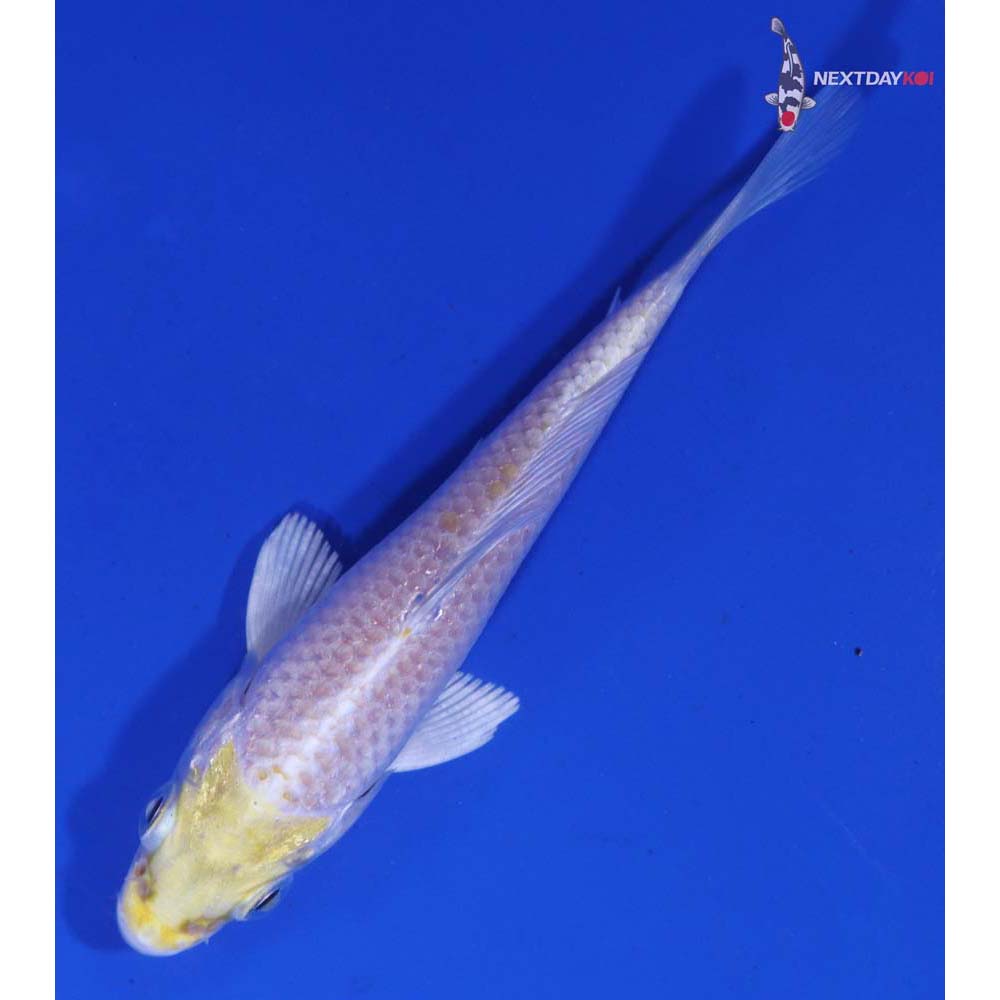 3.5” Imported Lemon Hariwake