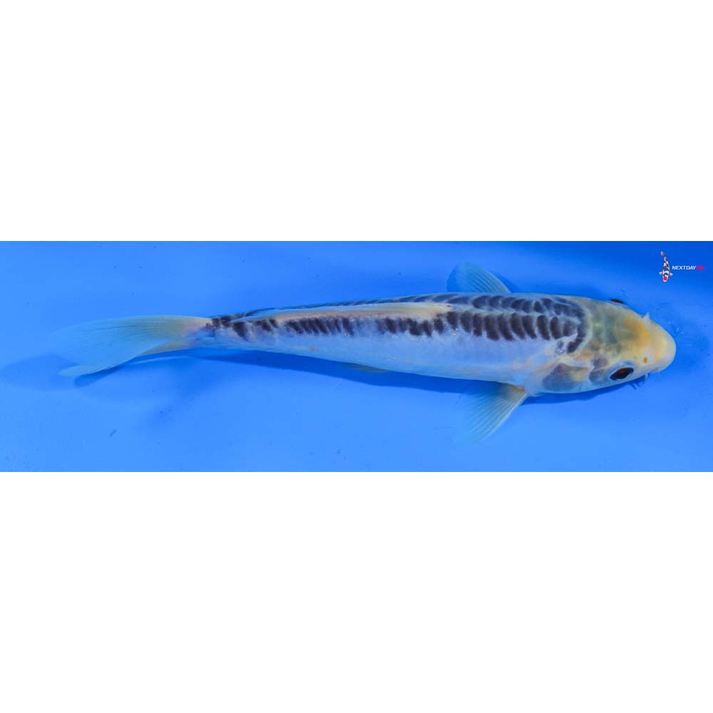 8” Imported Shusui