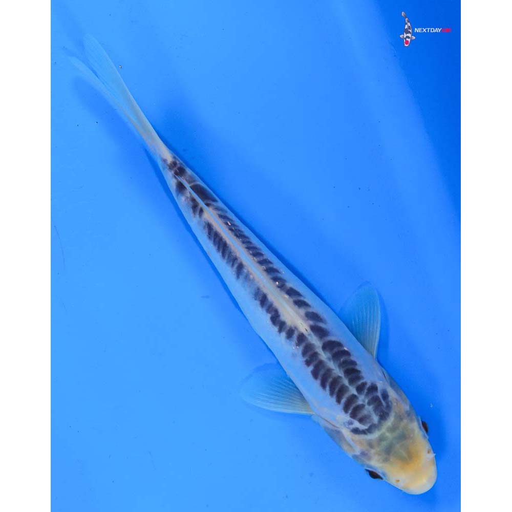 8” Imported Shusui