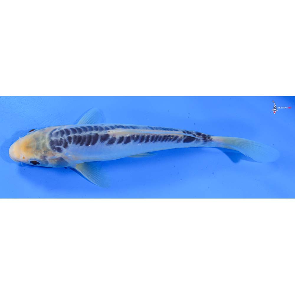 8” Imported Shusui