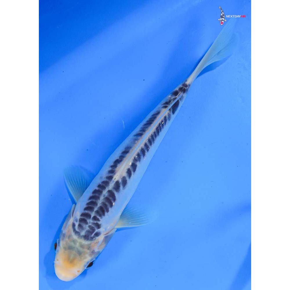 8” Imported Shusui