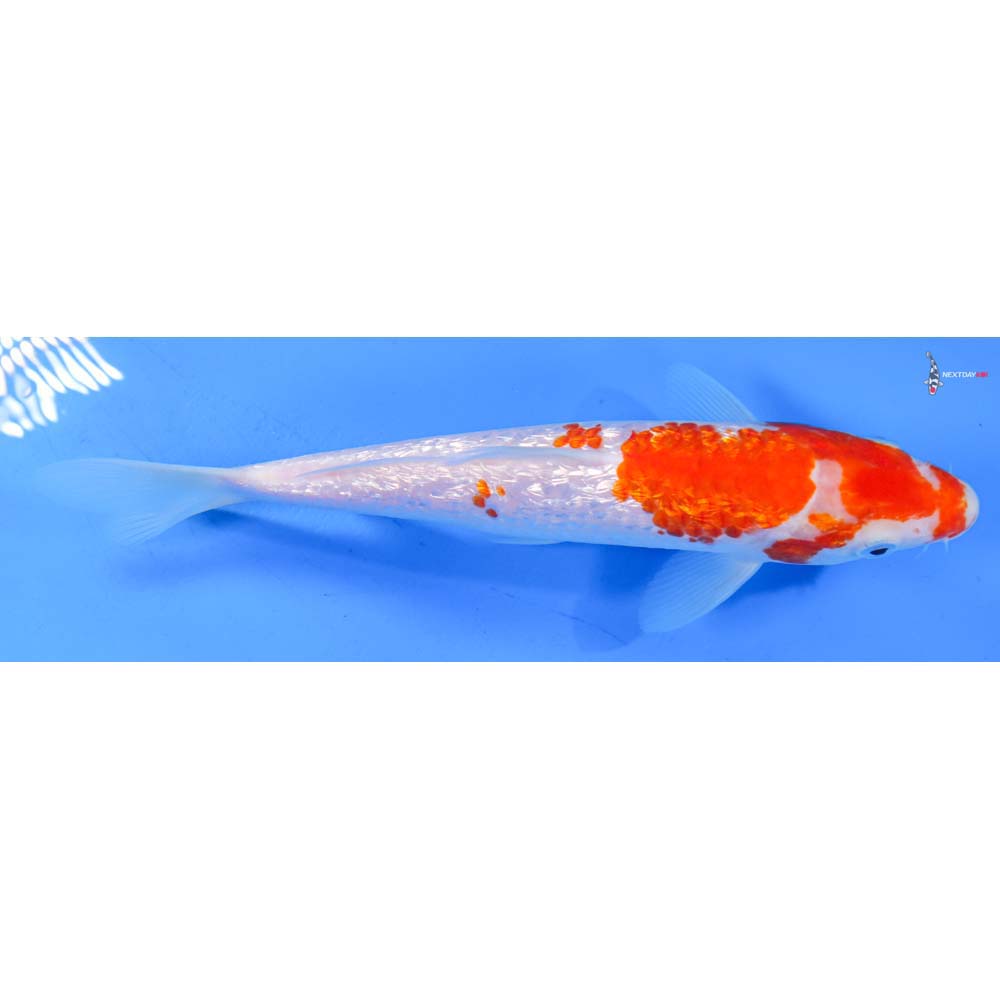 8” Imported Gin Rin Kohaku