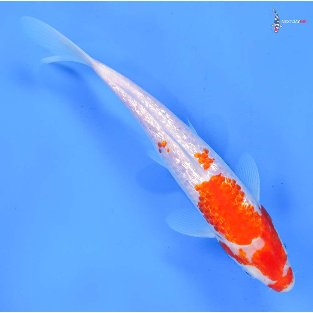 8” Imported Gin Rin Kohaku