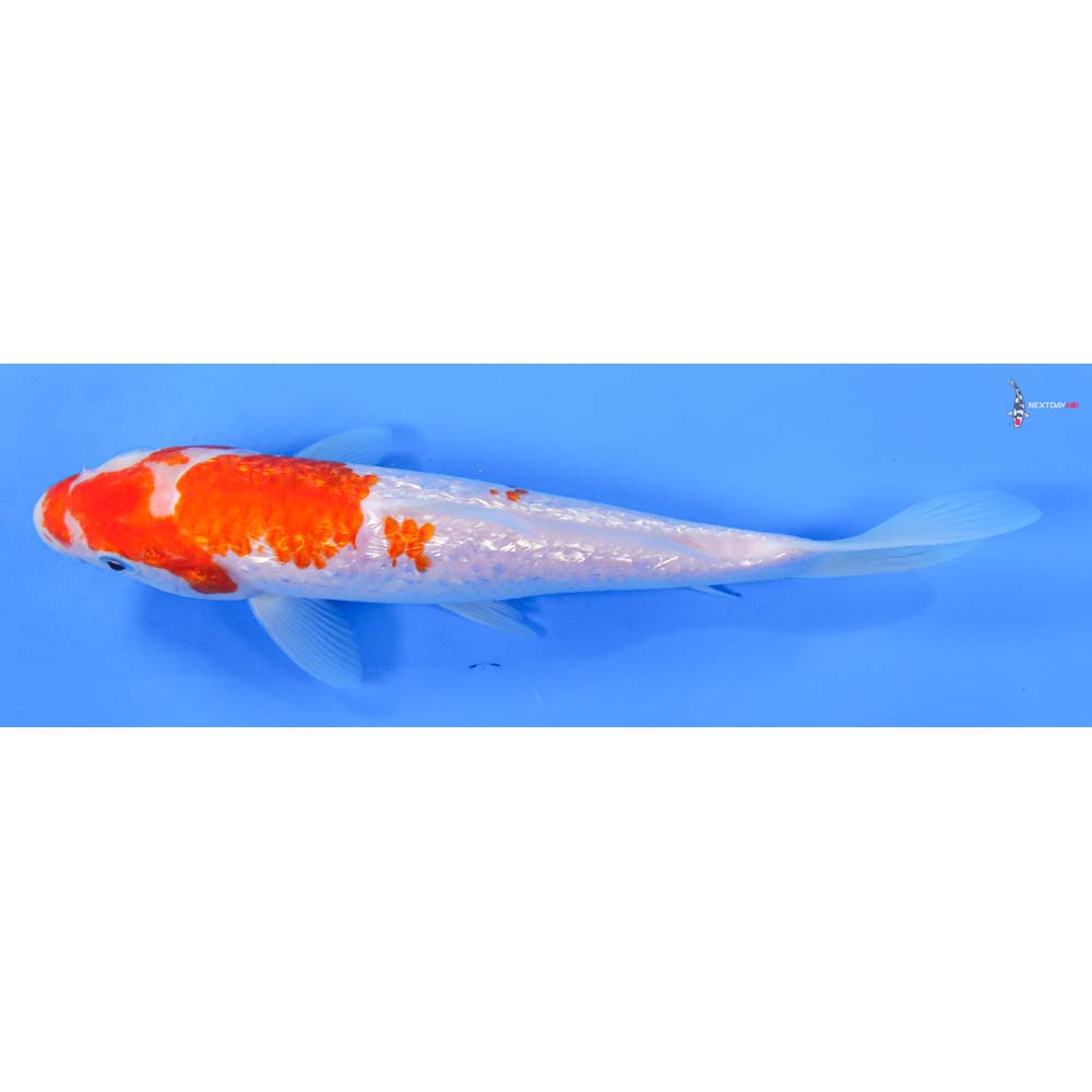 8” Imported Gin Rin Kohaku
