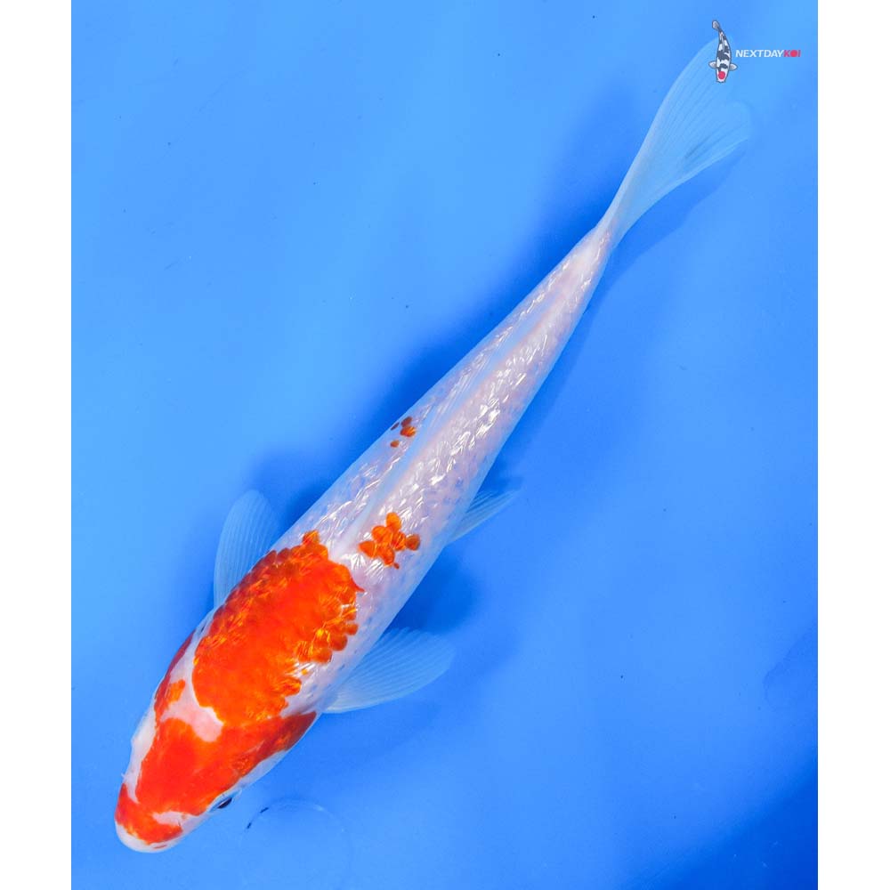 8” Imported Gin Rin Kohaku
