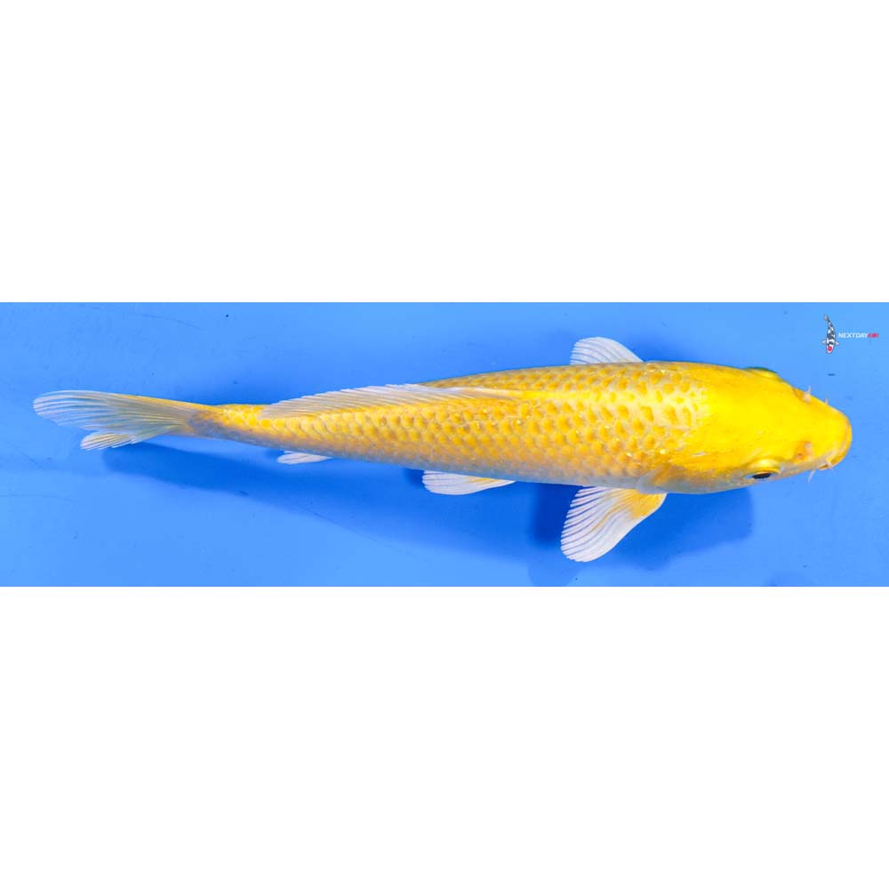 7.5” Imported Yamabuki Ogon