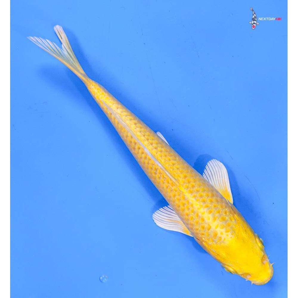 7.5” Imported Yamabuki Ogon