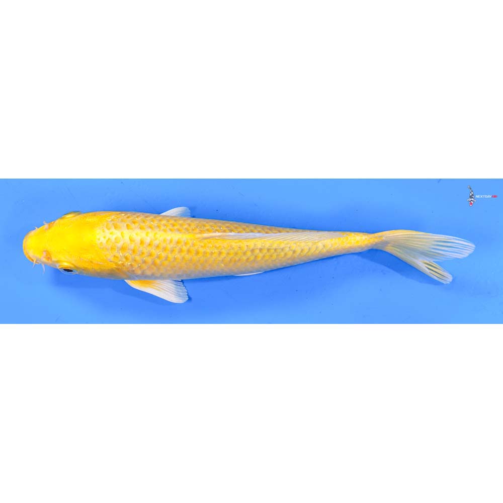 7.5” Imported Yamabuki Ogon