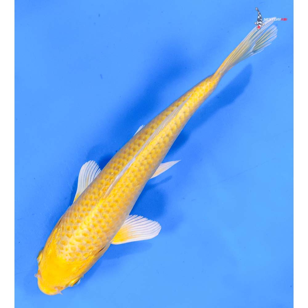7.5” Imported Yamabuki Ogon