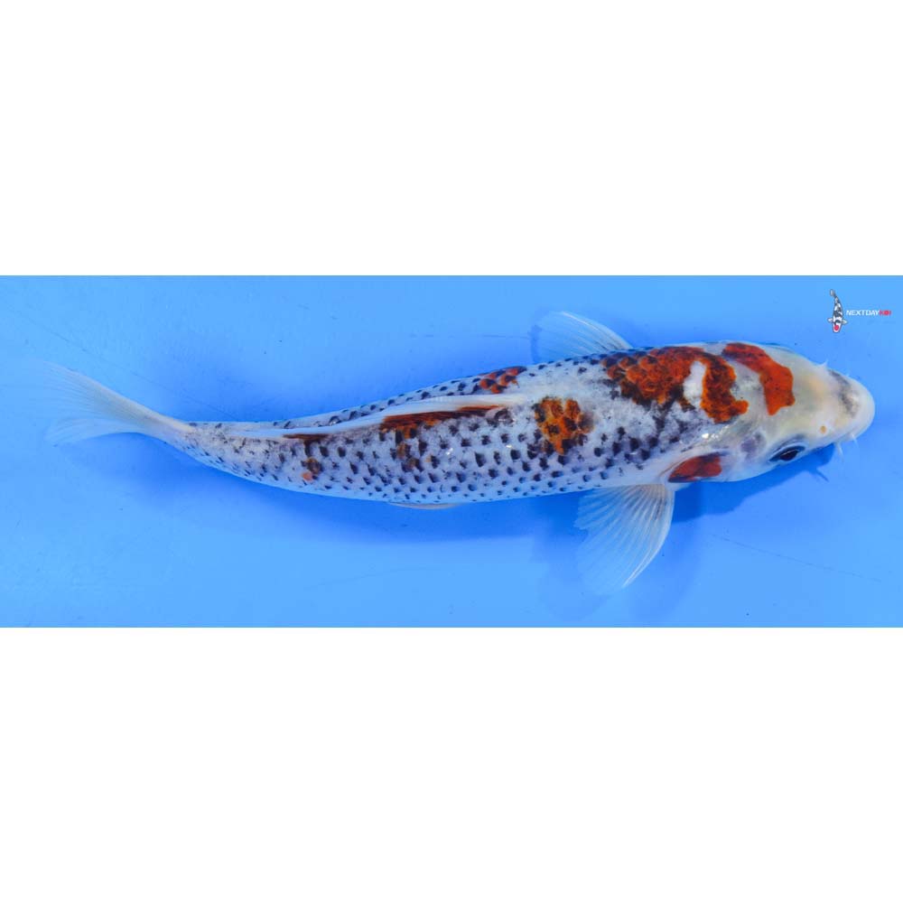 7.5” Imported Goshiki