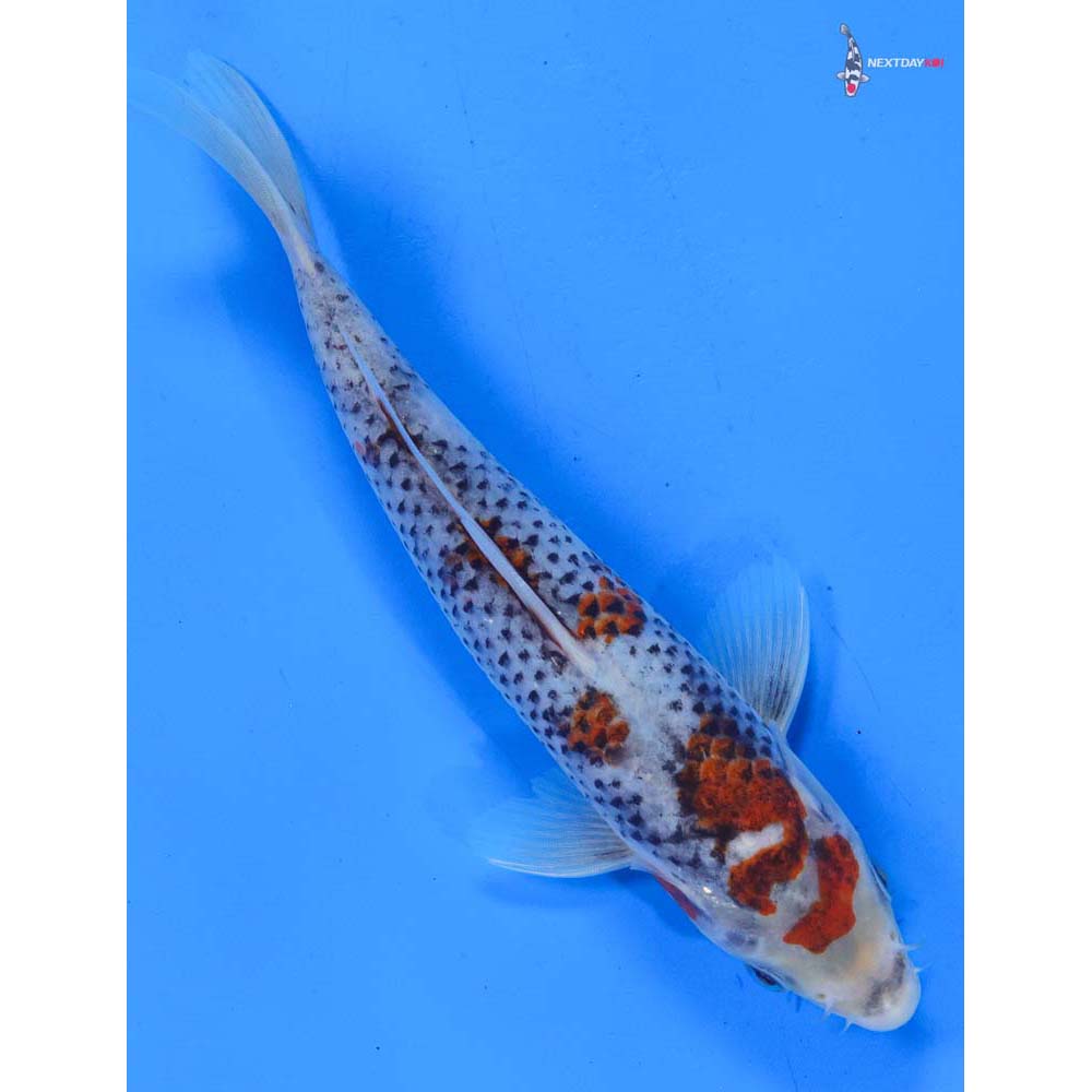 7.5” Imported Goshiki