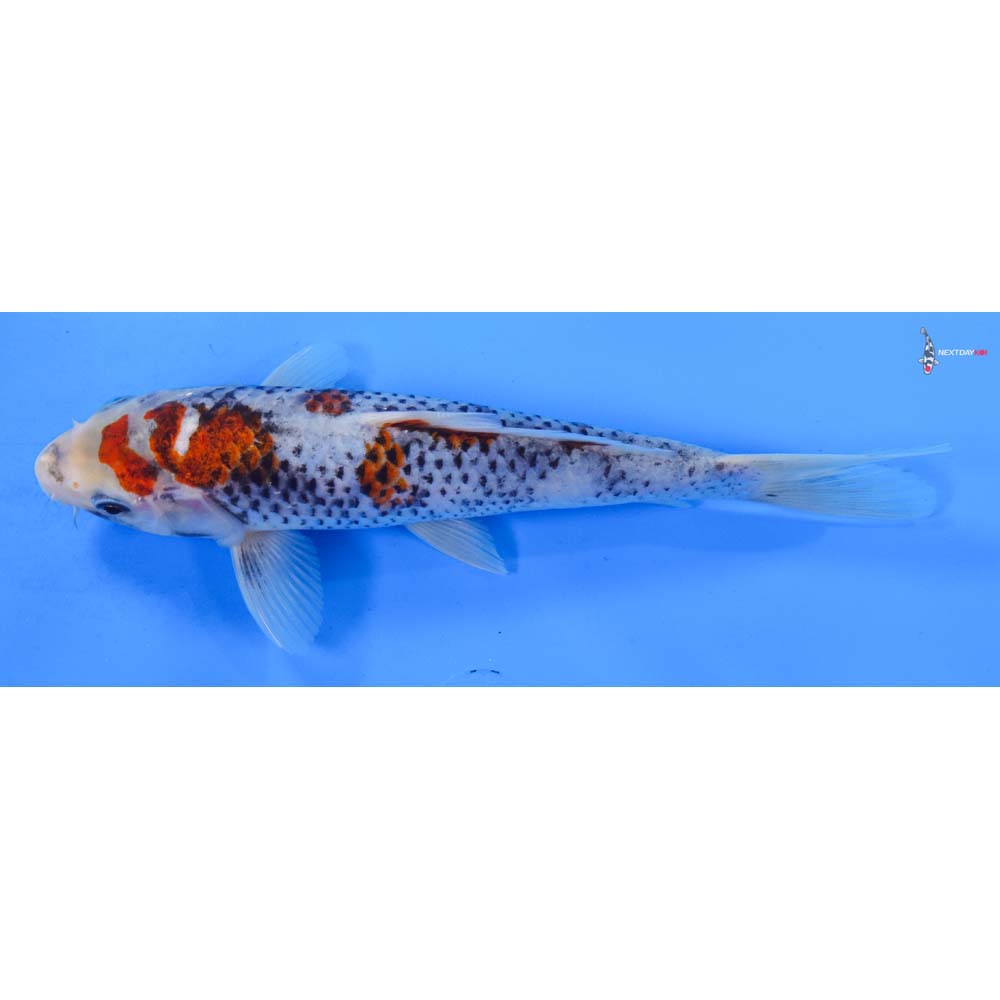 7.5” Imported Goshiki