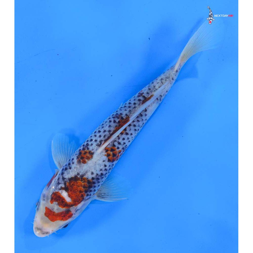 7.5” Imported Goshiki