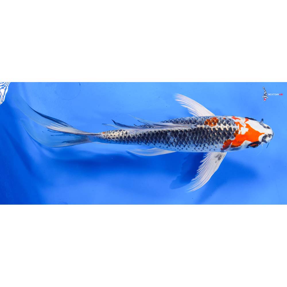 9” Imported Kujaku Butterfly Koi