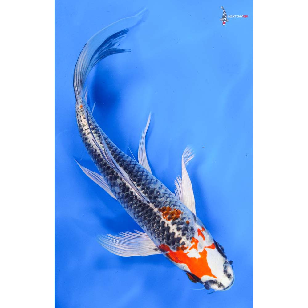 9” Imported Kujaku Butterfly Koi
