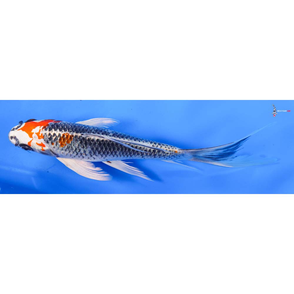 9” Imported Kujaku Butterfly Koi