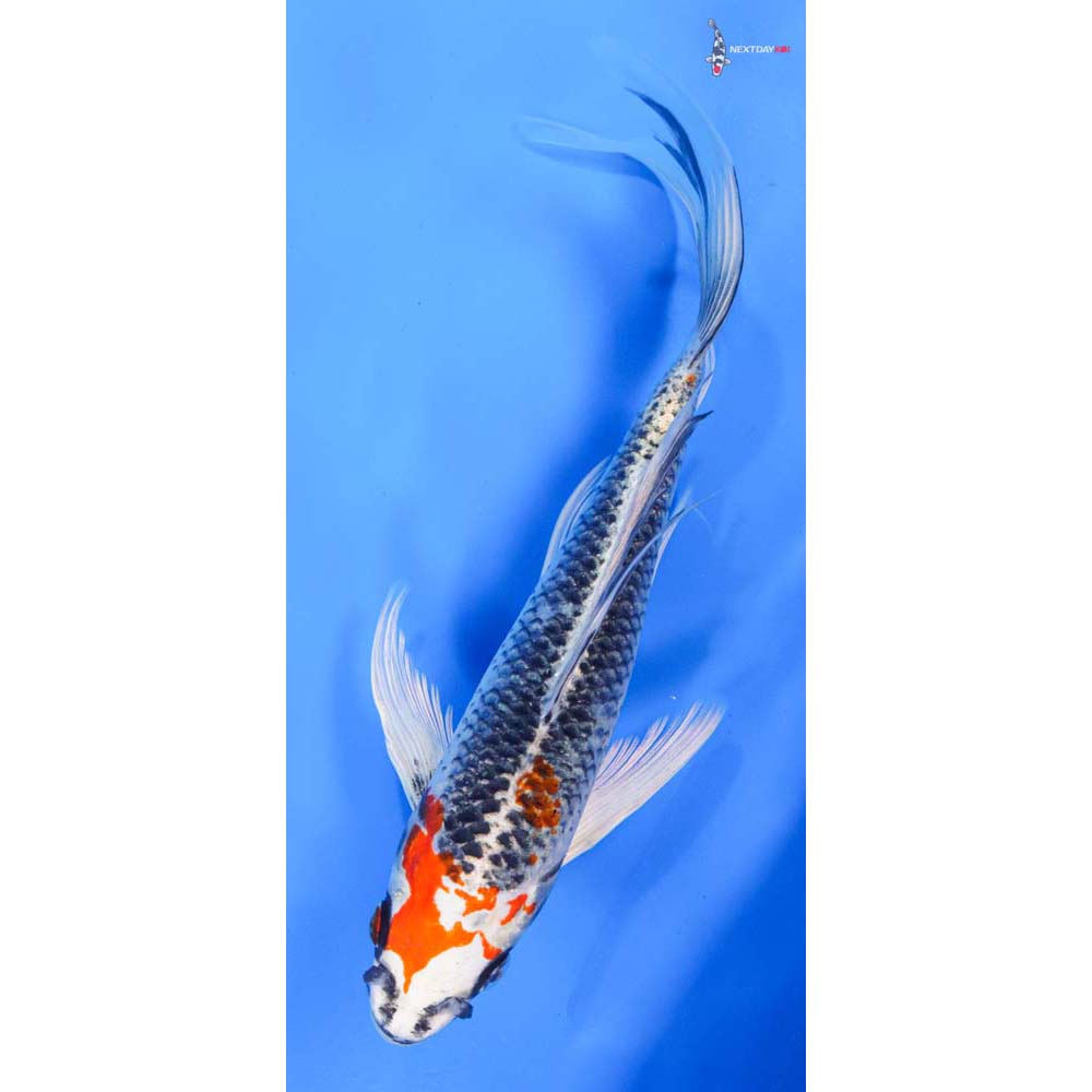 9” Imported Kujaku Butterfly Koi