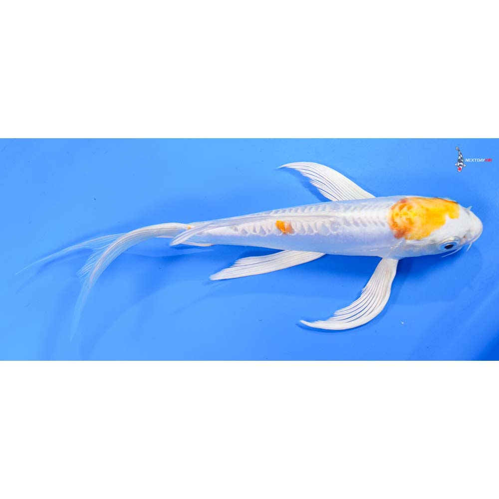 8.5” Imported Doitsu Lemon Hariwake Butterfly Koi