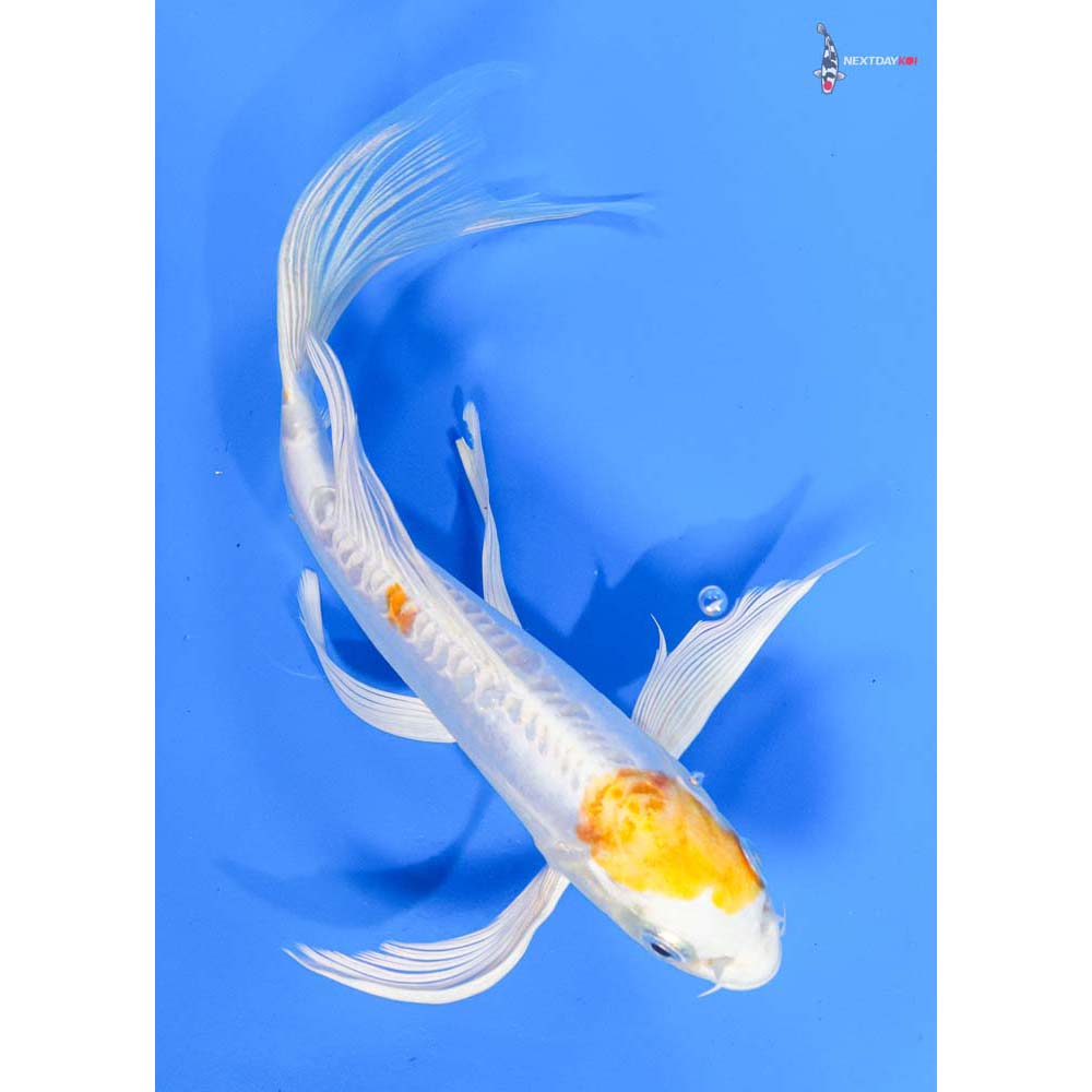 8.5” Imported Doitsu Lemon Hariwake Butterfly Koi