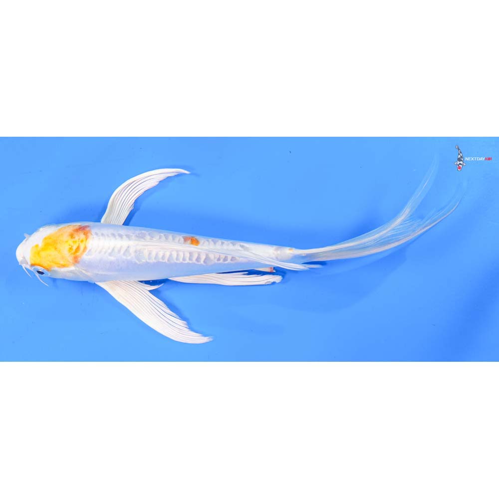 8.5” Imported Doitsu Lemon Hariwake Butterfly Koi