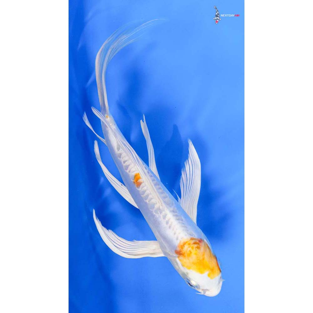 8.5” Imported Doitsu Lemon Hariwake Butterfly Koi