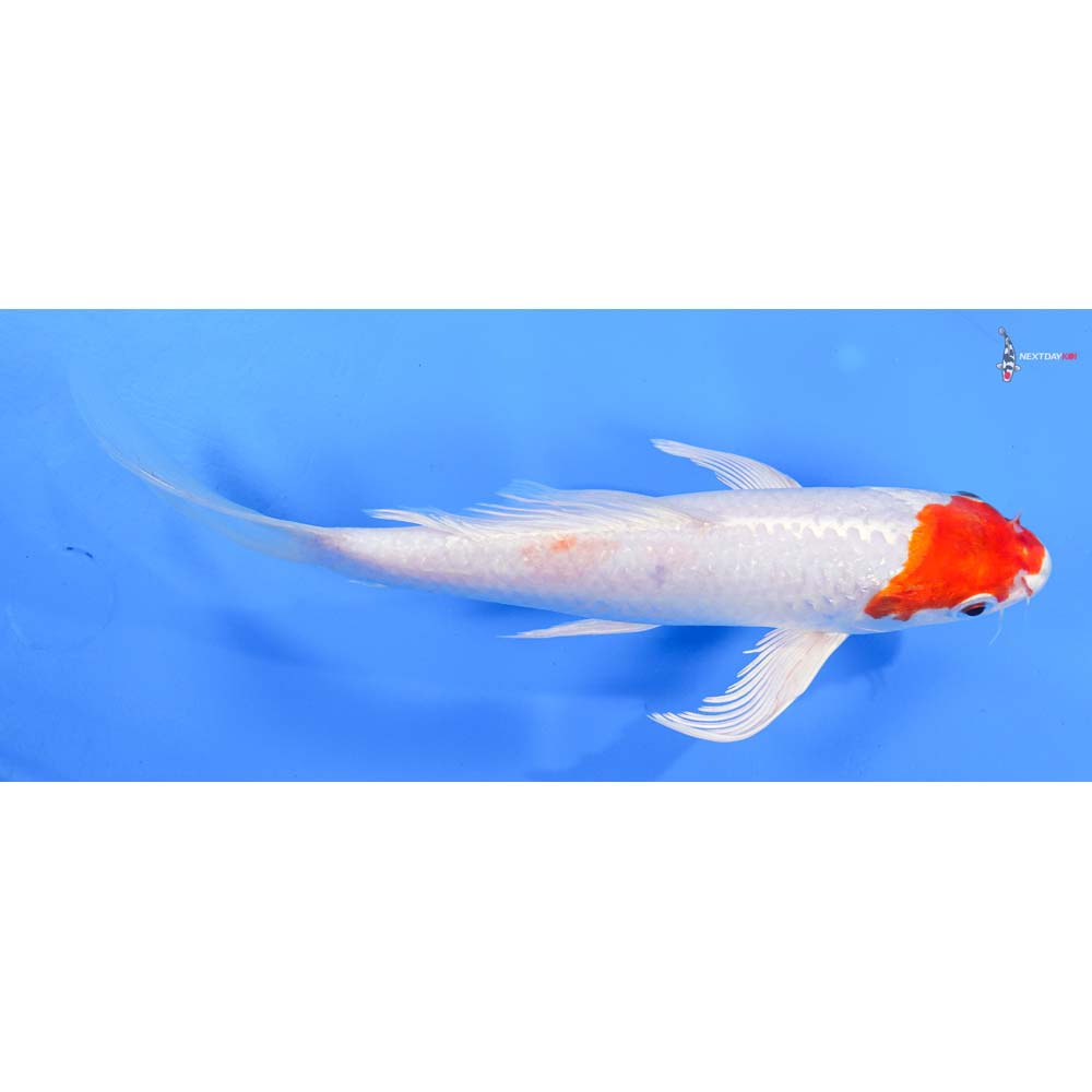 8.5” Imported Hariwake Butterfly Koi
