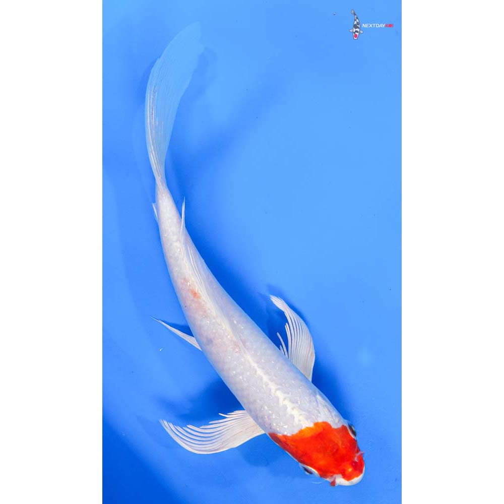 8.5” Imported Hariwake Butterfly Koi