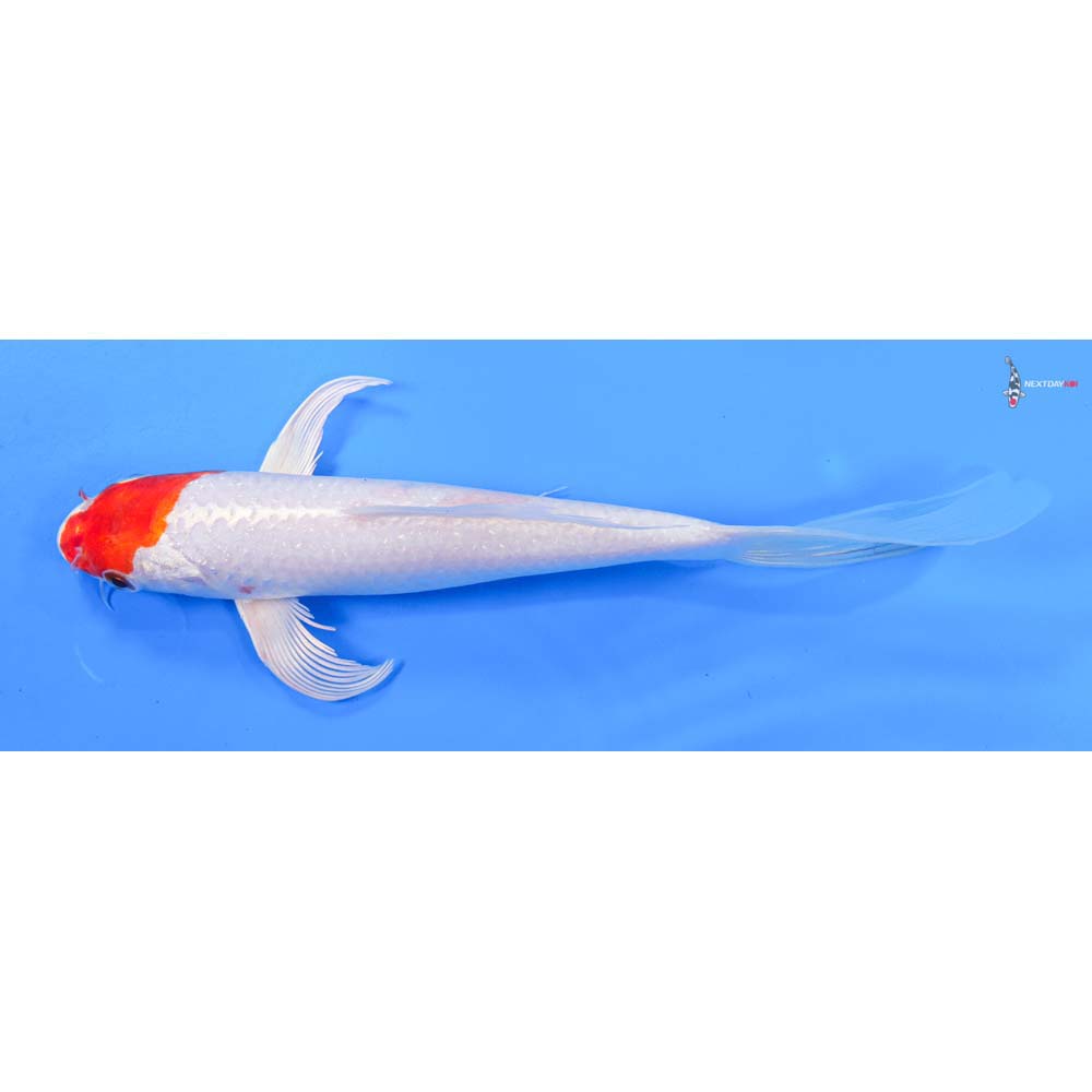 8.5” Imported Hariwake Butterfly Koi