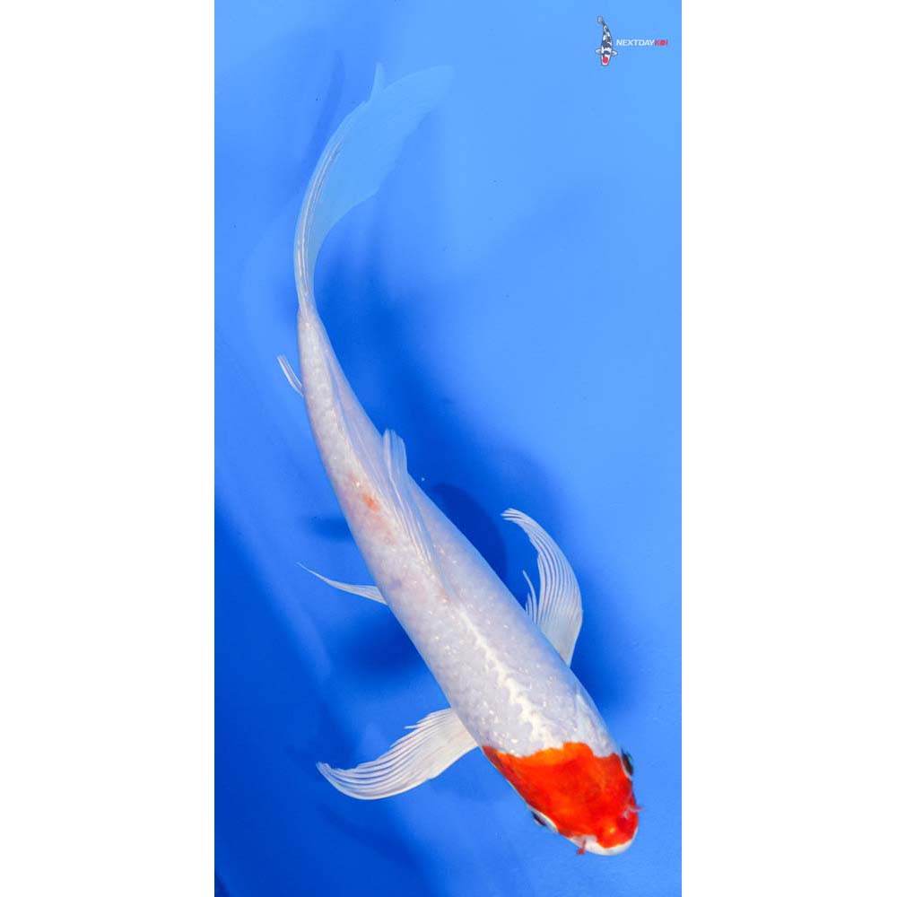8.5” Imported Hariwake Butterfly Koi