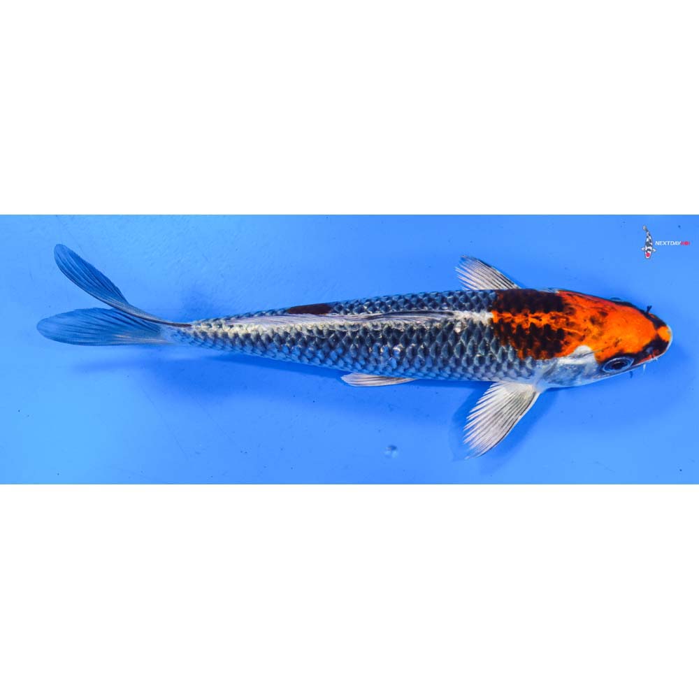 7” Imported Kujaku