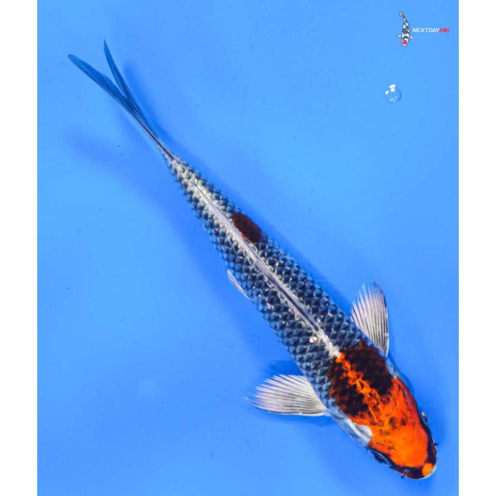 7” Imported Kujaku