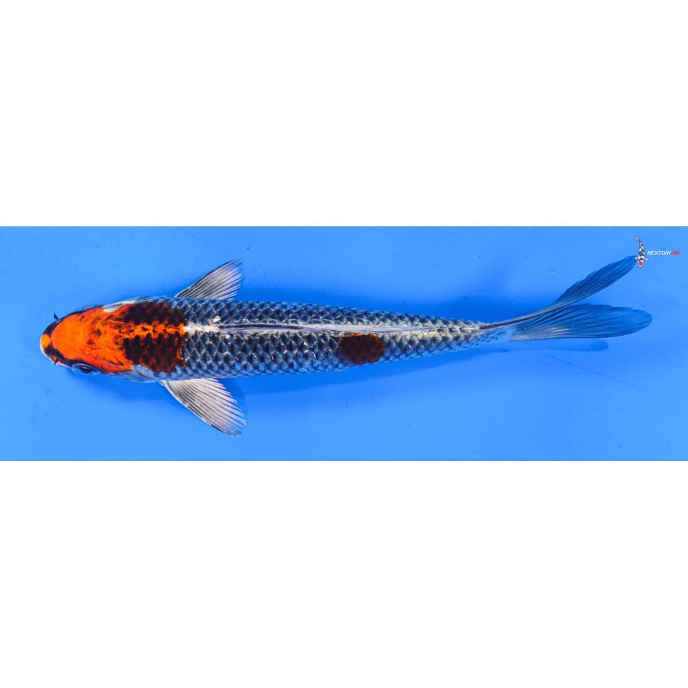 7” Imported Kujaku