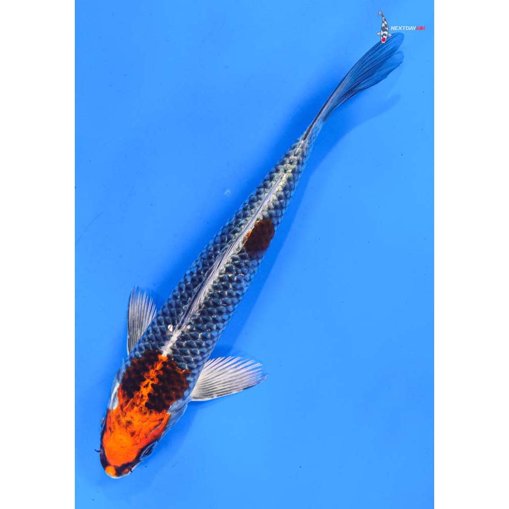 7” Imported Kujaku