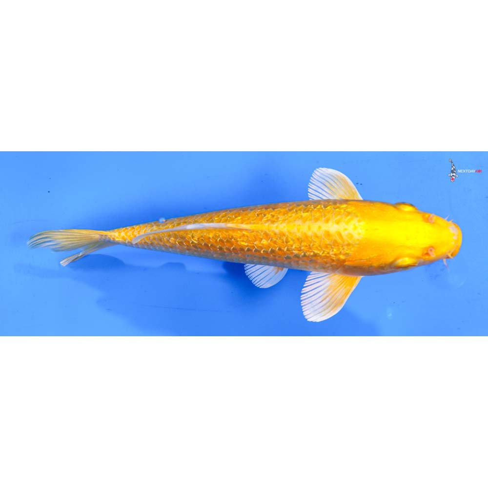 7” Imported Gin Rin Yamabuki Ogon
