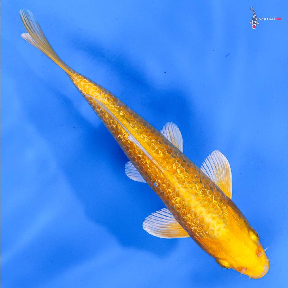 7” Imported Gin Rin Yamabuki Ogon
