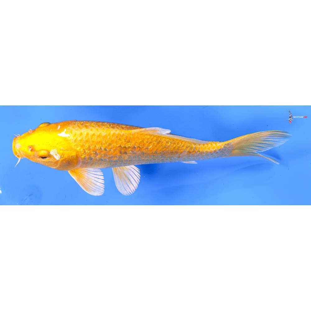 7” Imported Gin Rin Yamabuki Ogon