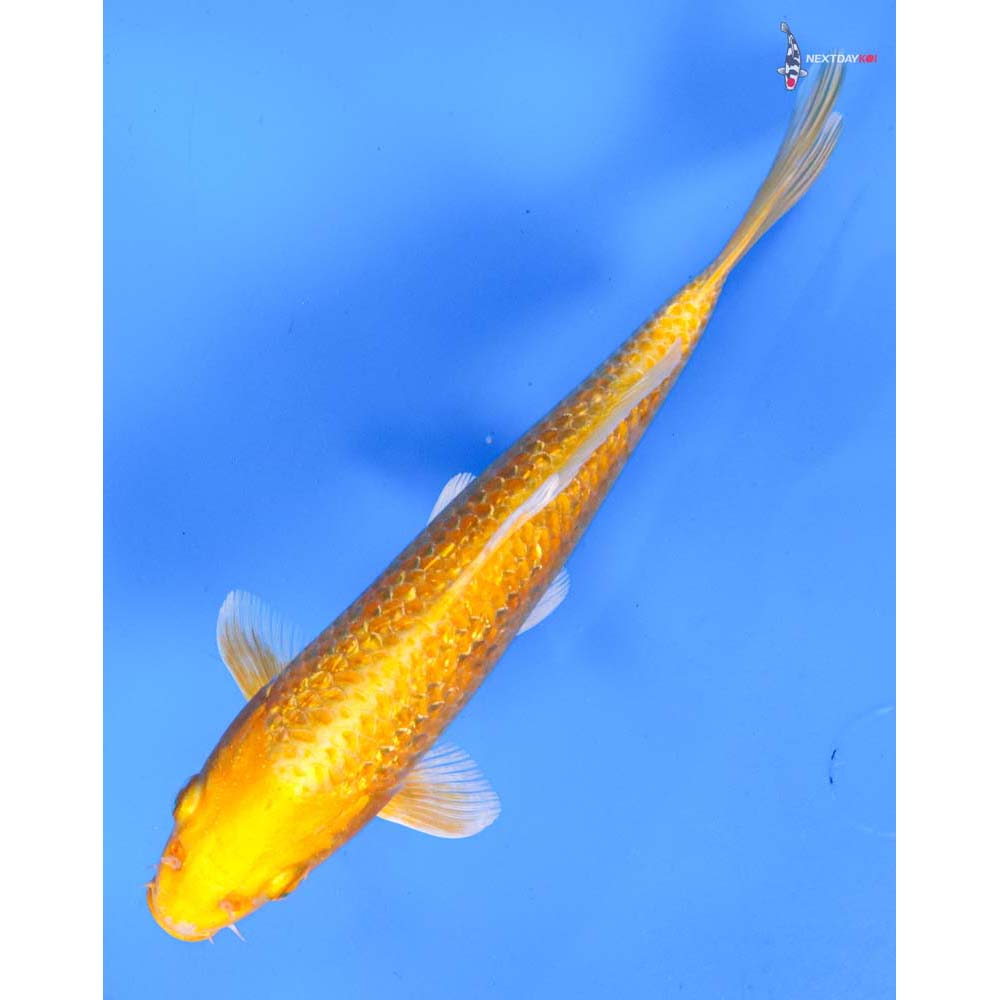 7” Imported Gin Rin Yamabuki Ogon