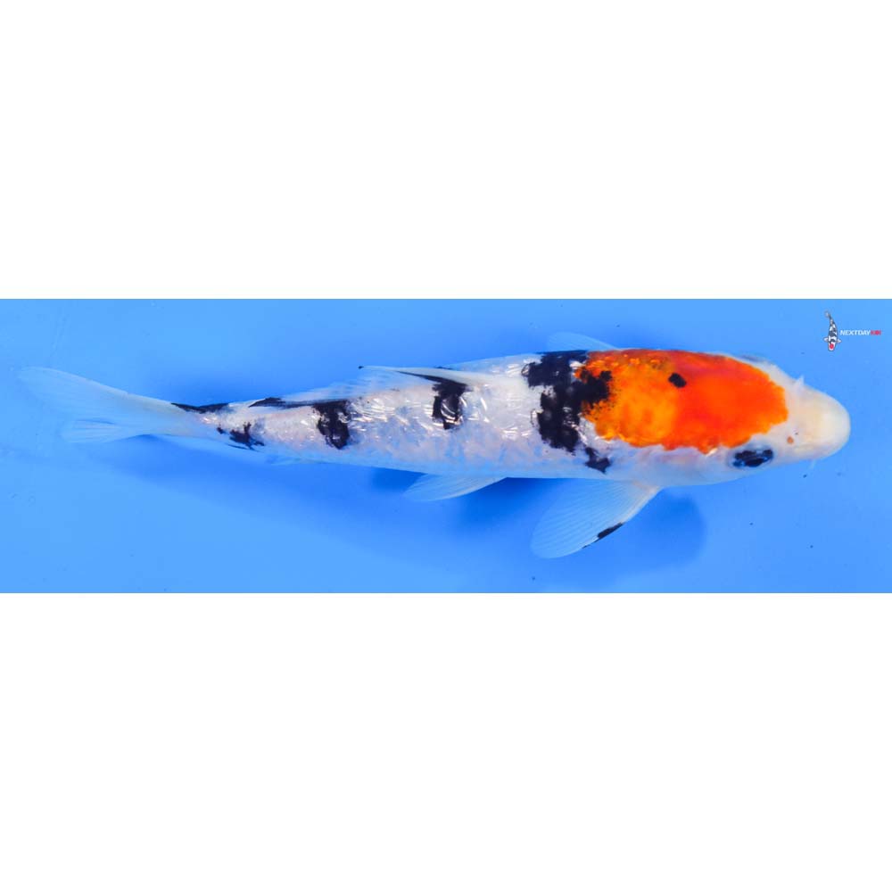 7” Imported Gin Rin Sanke