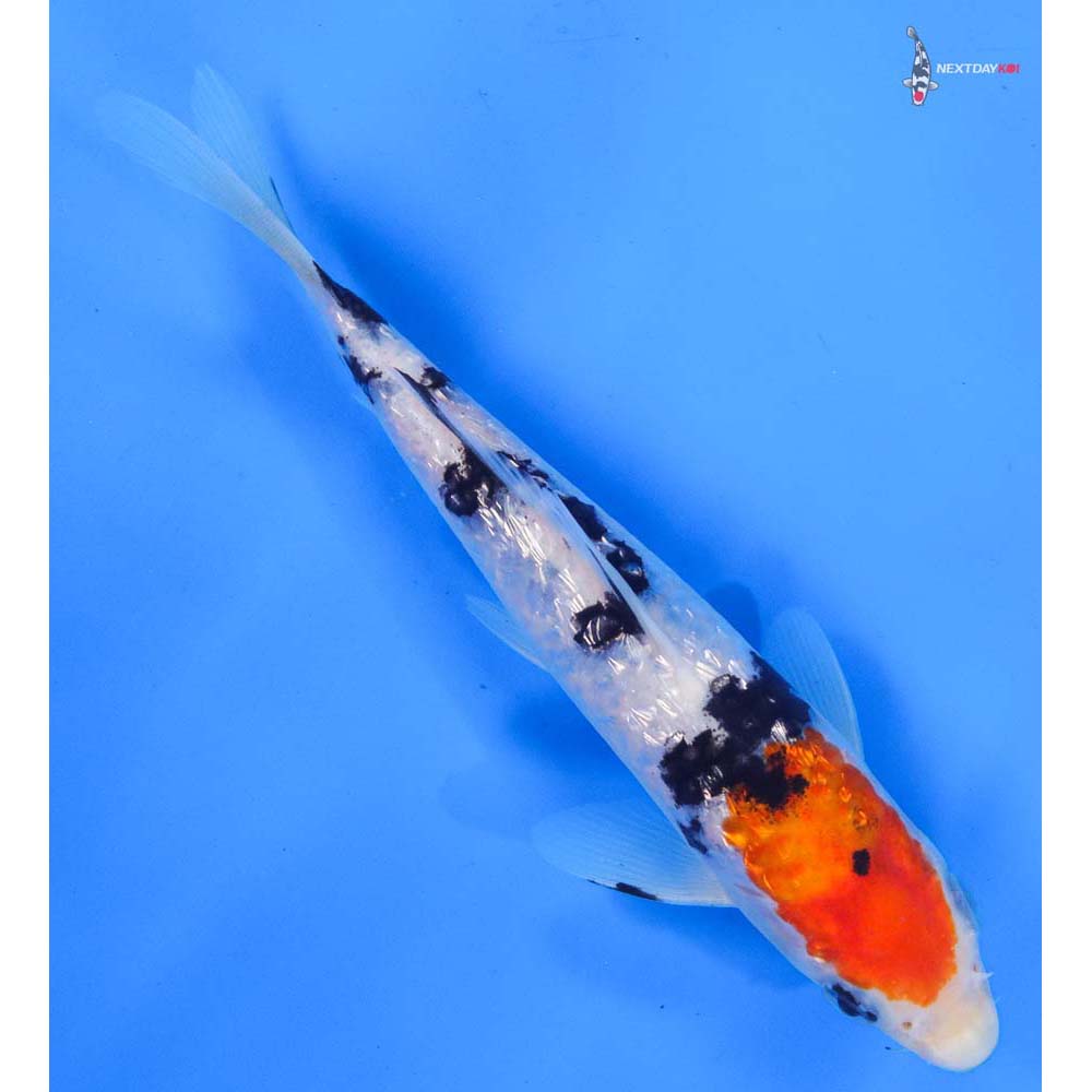 7” Imported Gin Rin Sanke