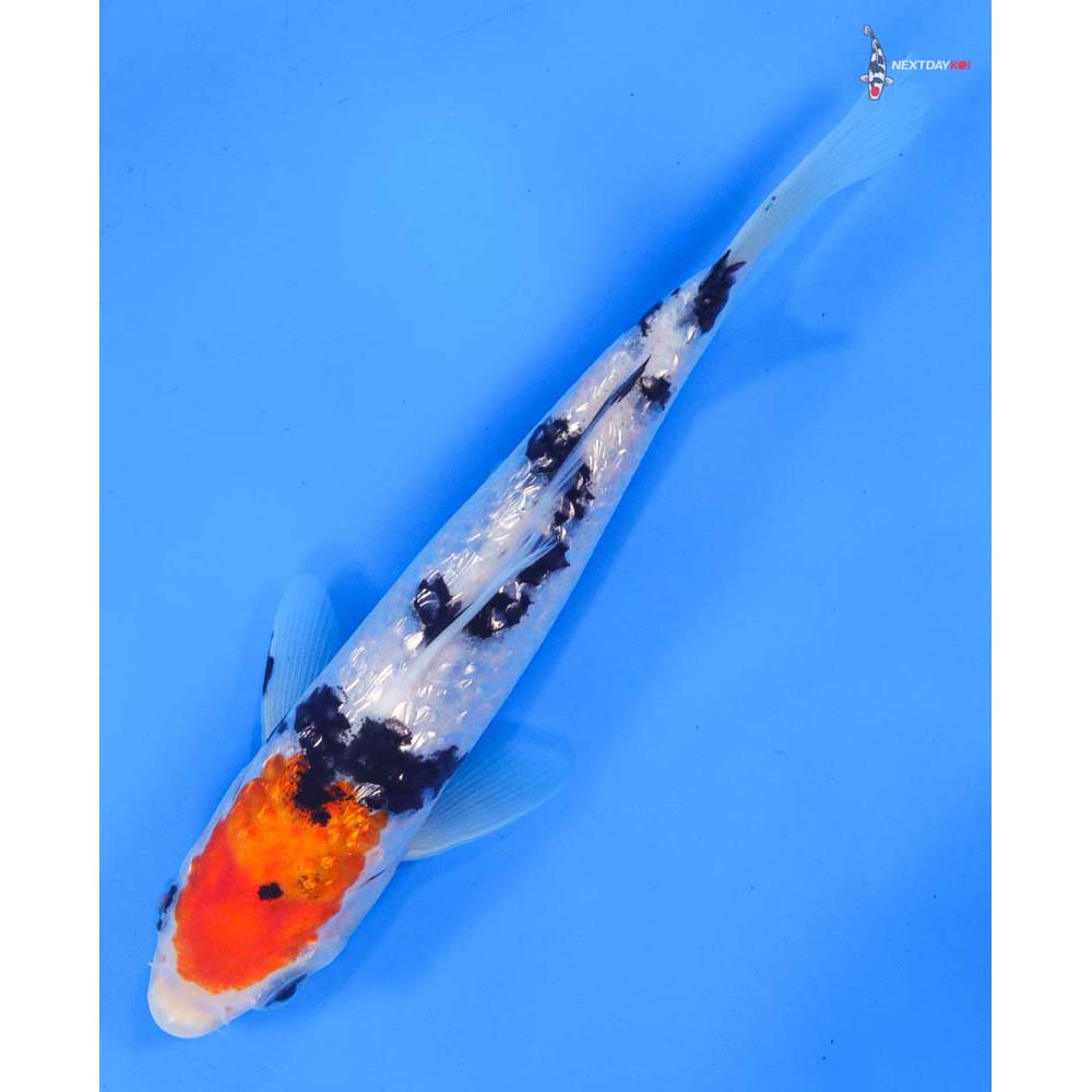 7” Imported Gin Rin Sanke