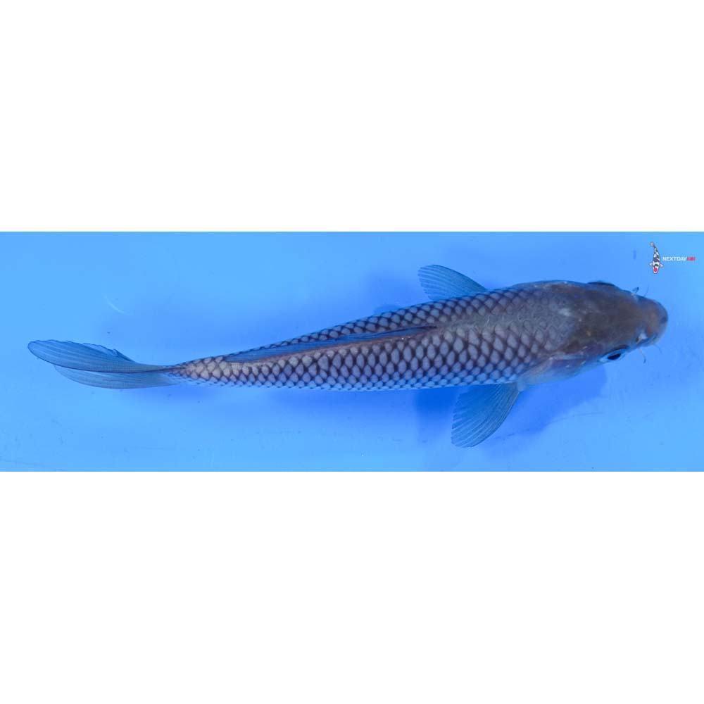 7” Imported Soragoi