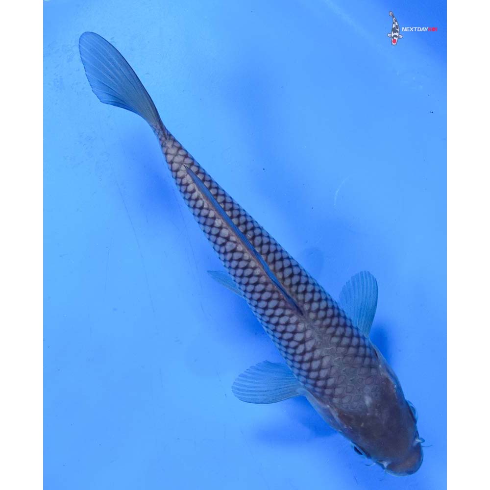 7” Imported Soragoi