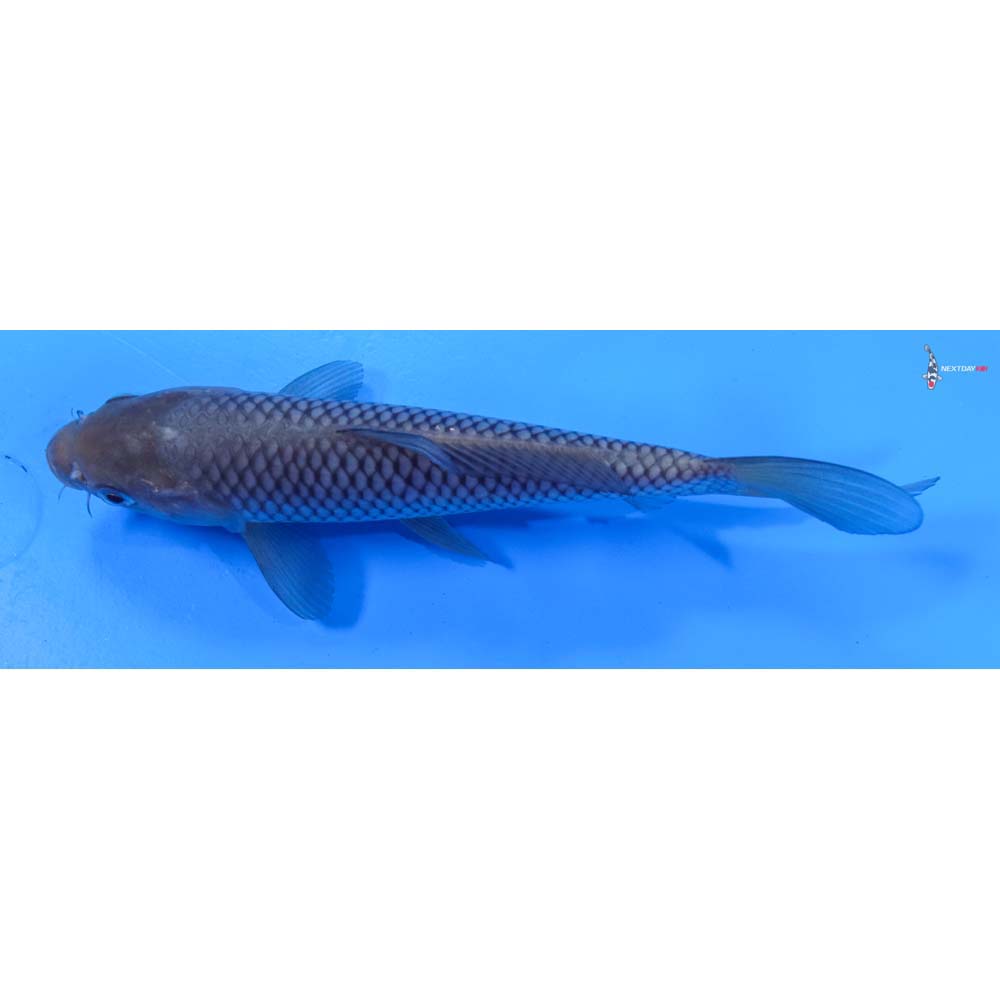 7” Imported Soragoi