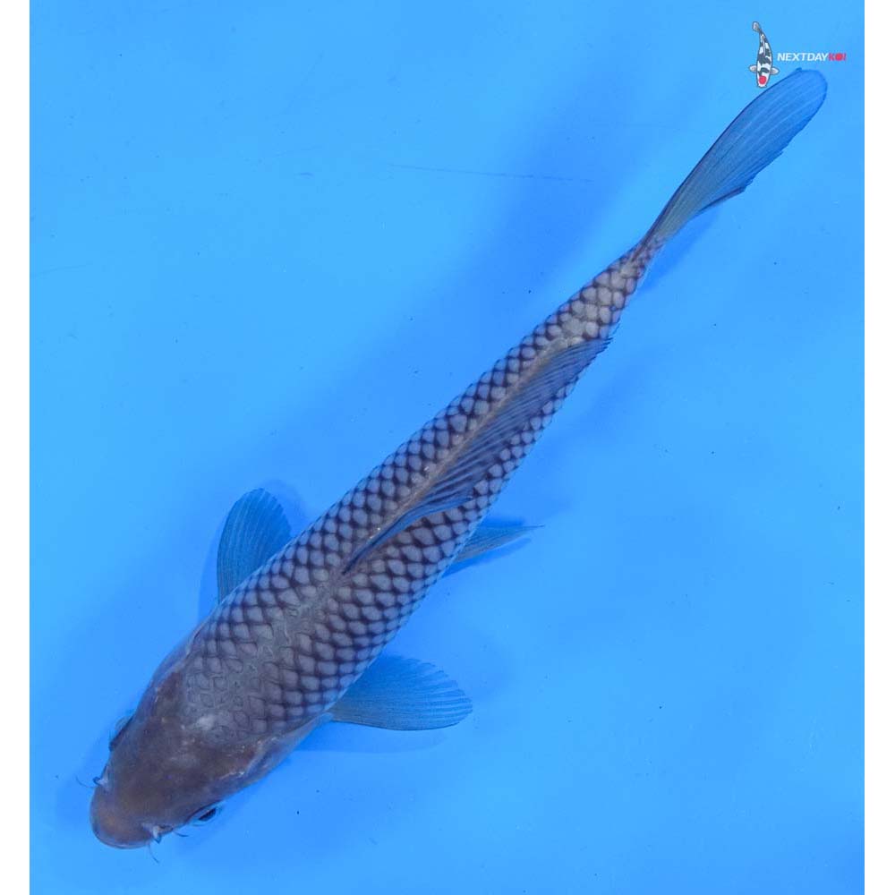 7” Imported Soragoi