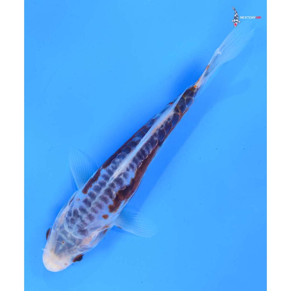 6.5” Imported Shusui