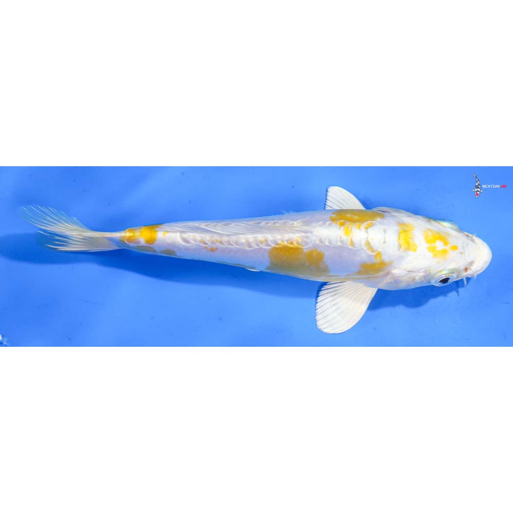 6.5” Imported Doitsu Lemon Hariwake