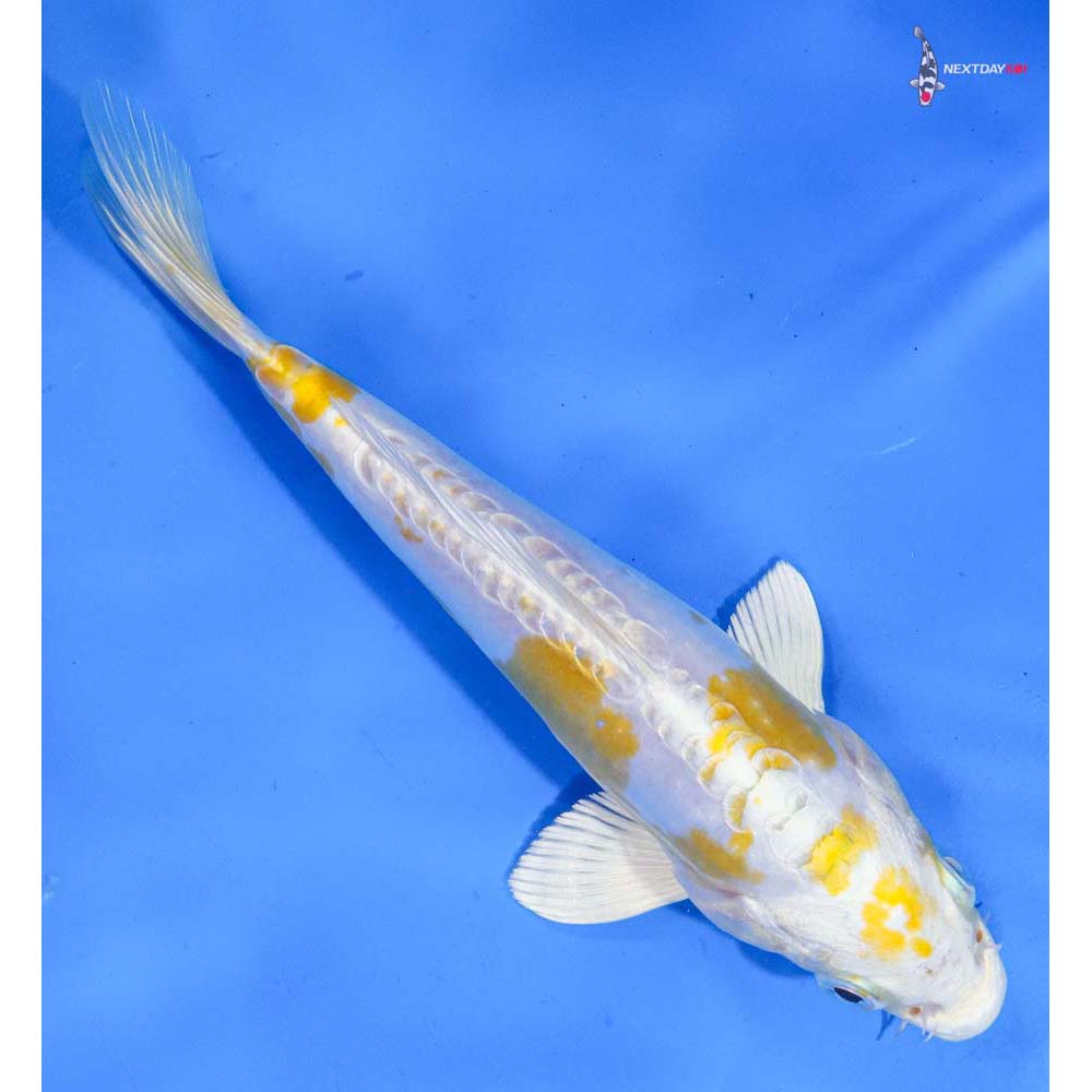 6.5” Imported Doitsu Lemon Hariwake
