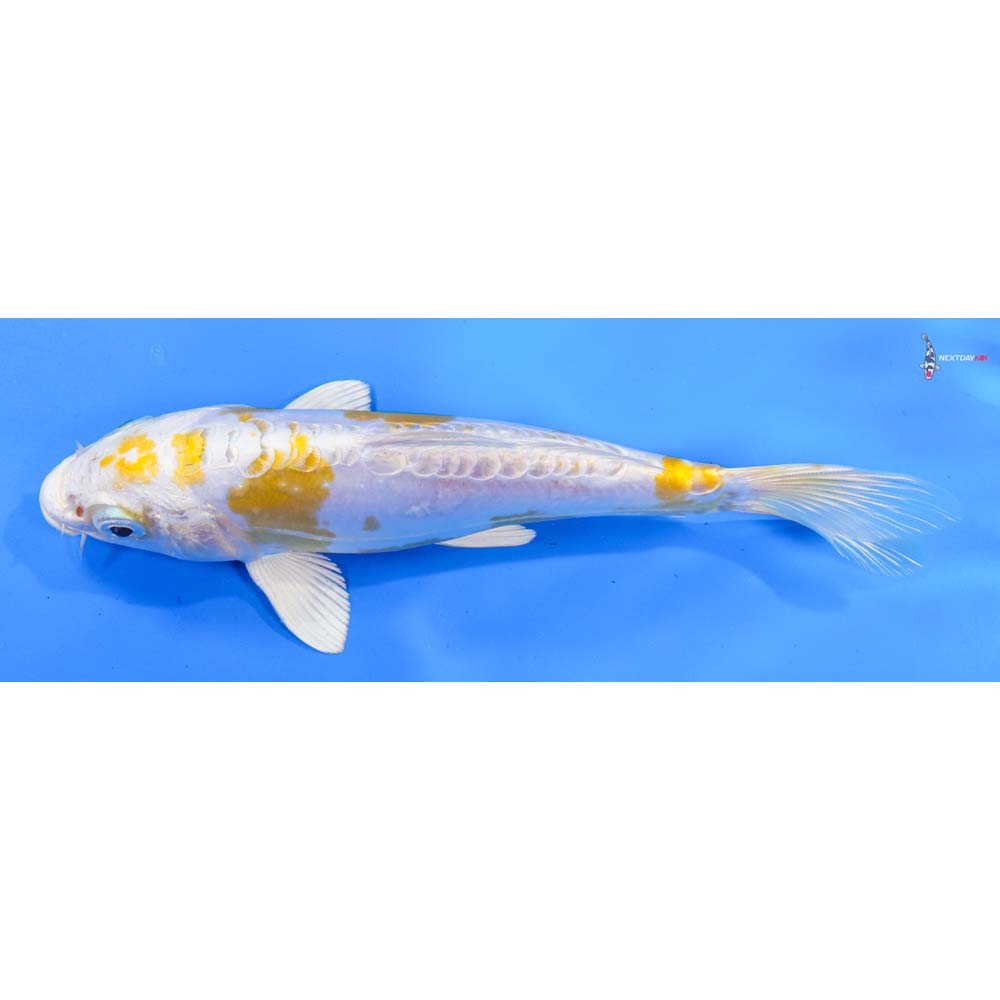 6.5” Imported Doitsu Lemon Hariwake