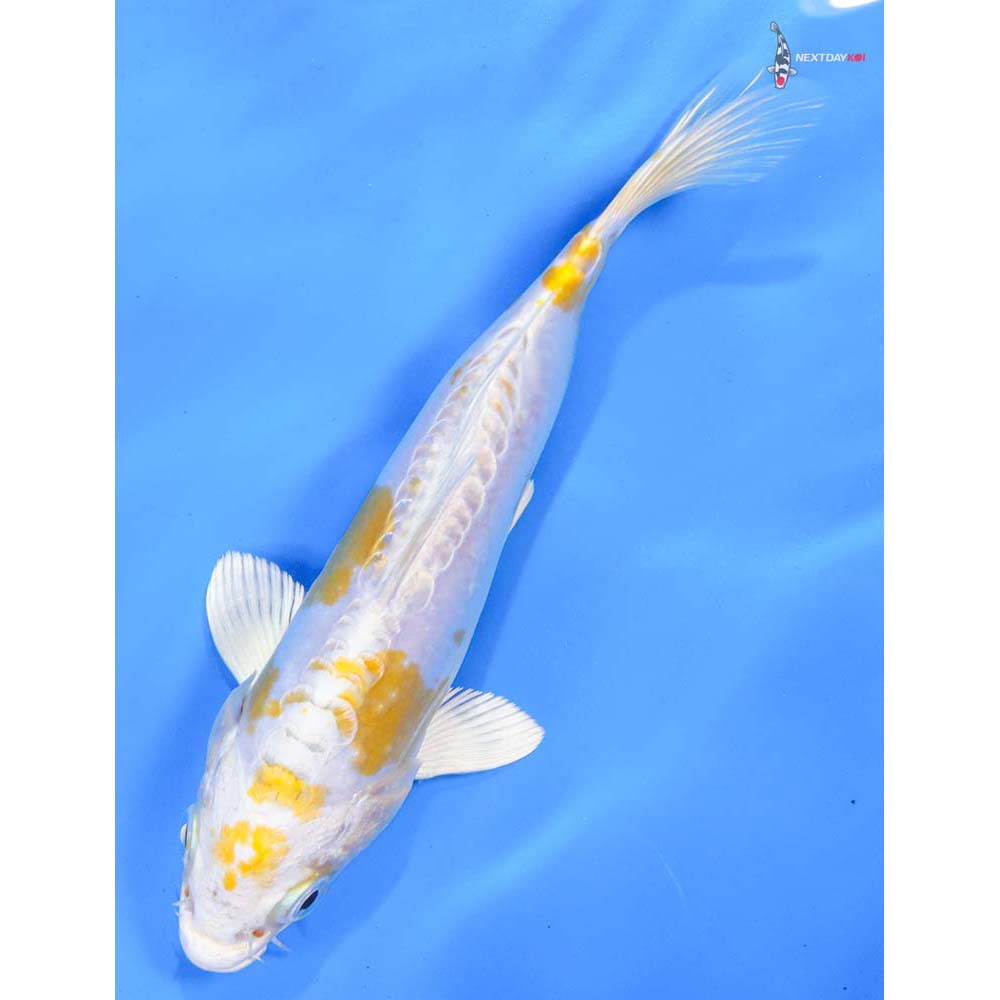6.5” Imported Doitsu Lemon Hariwake