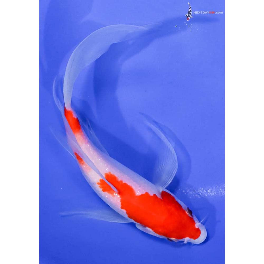 7.5” Imported Kohaku Butterfly Koi
